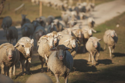 Sheep grazing on field