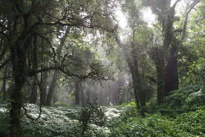 Trees in forest