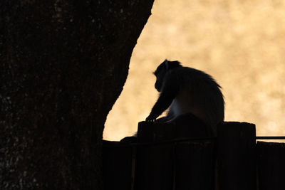 Silhouette of monkey sitting on tree