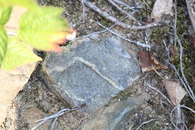 Close-up of lizard on rock