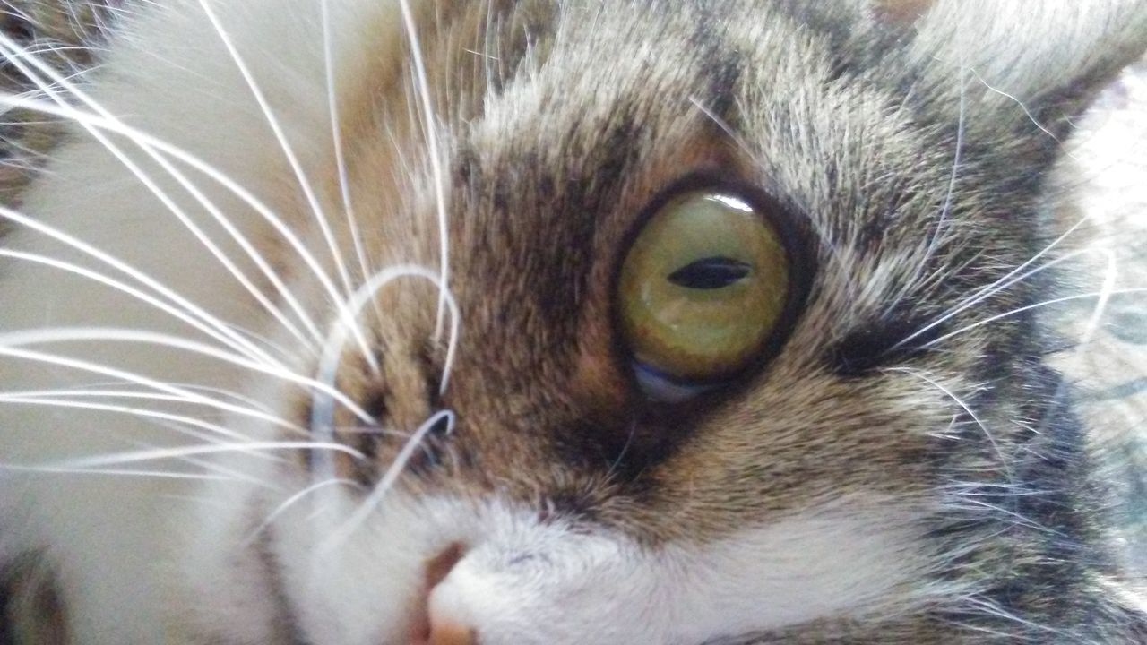 CLOSE-UP PORTRAIT OF CAT AT HOME