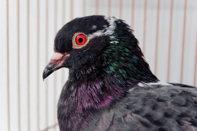 Close-up of pigeon