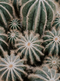 Full frame shot of succulent plants