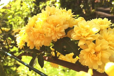 Close-up of yellow flowering plant