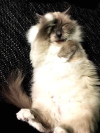 High angle view of cat sleeping at home