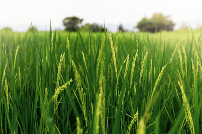 Close-up of wheat growing on field against sky