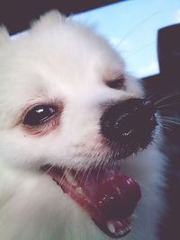 Close-up portrait of a dog