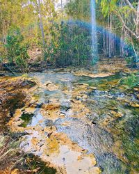 View of stream flowing through forest