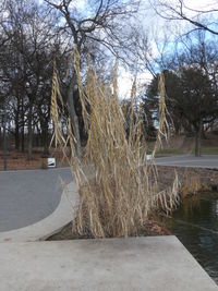 Bare trees at lakeshore against sky