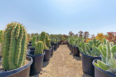 Cactus plants in row against sky