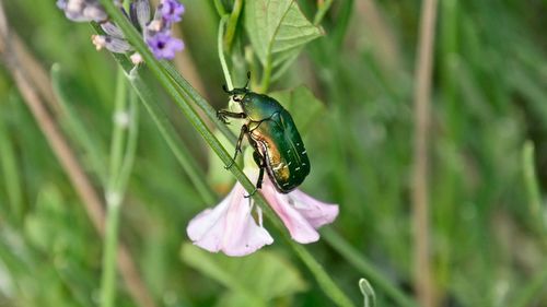 Close-up of butterfly pollinating on purple flower