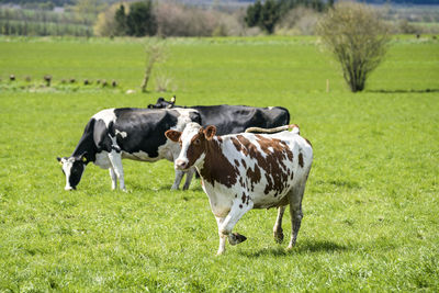 Cows on grassy field