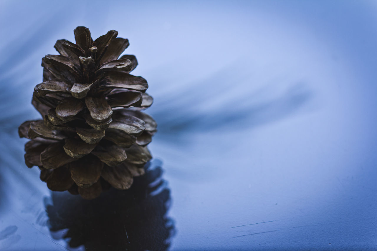 CLOSE-UP OF PINE CONE ON TABLE IN SUNLIGHT