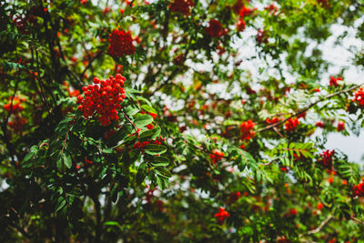 Close-up of christmas tree