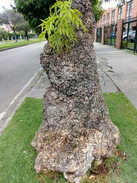 Close-up of tree trunk by street in park