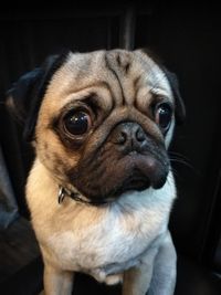 Close-up portrait of pug