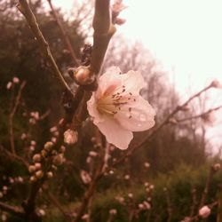 Close-up of pink flowers