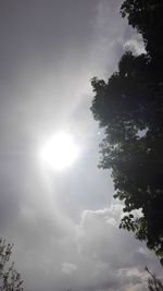 Low angle view of trees against sky