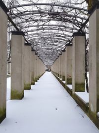 Walkway amidst trees