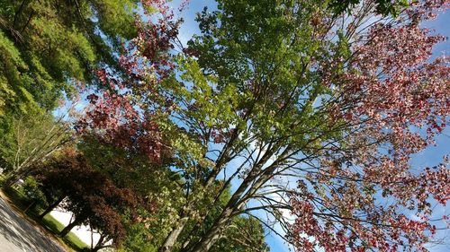 Low angle view of trees against sky