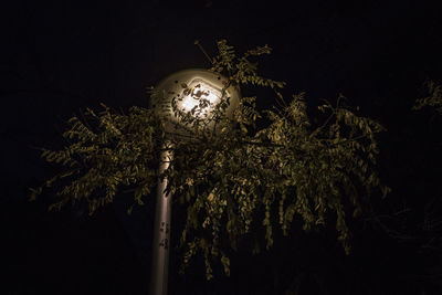 Low angle view of illuminated lights against trees at night
