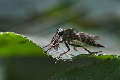 Close-up of insect on leaf