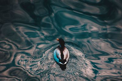 High angle view of duck swimming in lake