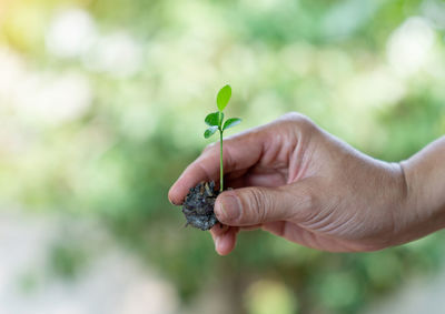 Closeup hand holding abundance soil with young plant in hand for nature concept