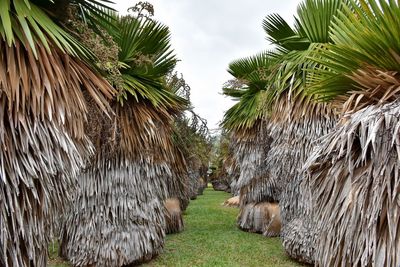 Palm trees against sky