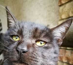 Close-up portrait of cat