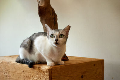 Portrait of cat sitting on table