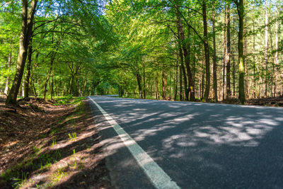 Road amidst trees in forest