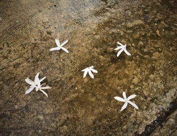 High angle view of white starfish on sand