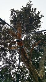 Low angle view of tree against sky