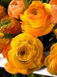 Close-up of yellow roses