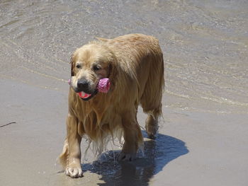 Dog standing on beach