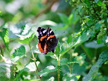 Close-up of butterfly on a leaf