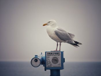 Close-up of seagull perching on a sea against sky
