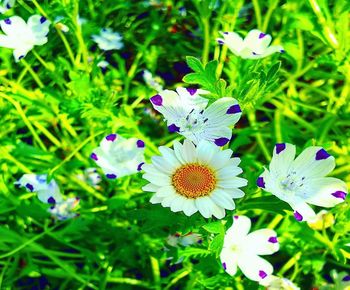 Close-up of purple flowering plants on field