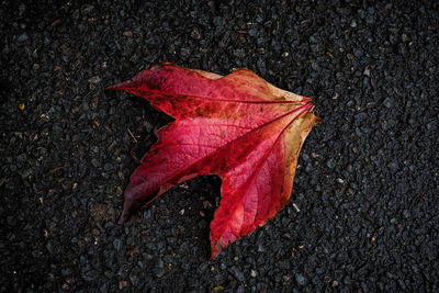 High angle view of autumn leaves on road