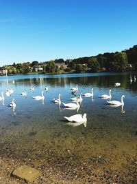 Swans swimming in lake against sky