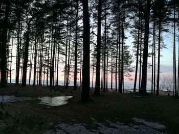 Trees on beach against sky