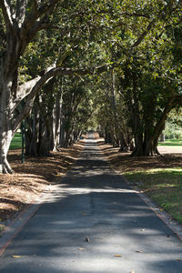Close-up view of trees