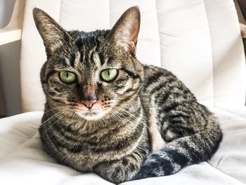 Close-up portrait of cat sitting on sofa at home