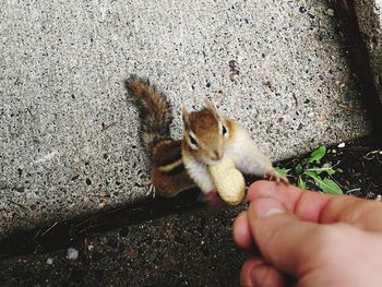 Midsection of man holding squirrel