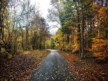 Road amidst trees in forest during autumn