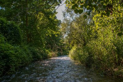 Footpath passing through forest