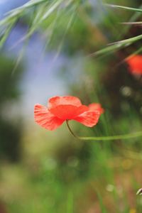 Close-up of red flower