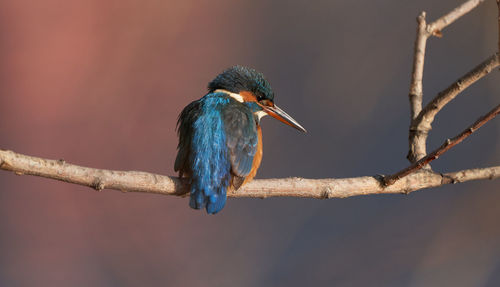 Close-up of bird perching on branch