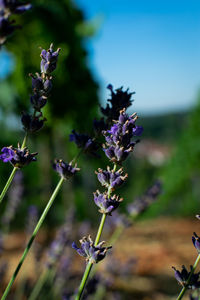 Close-up of insect on purple flowering plant